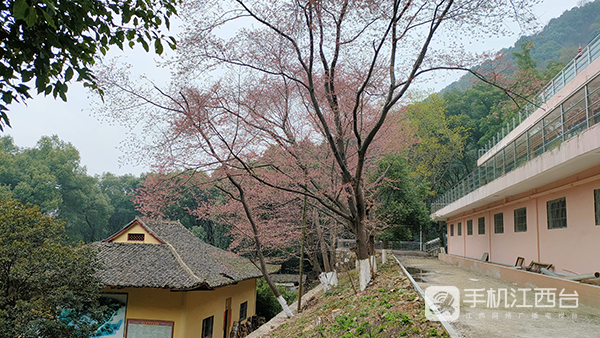 九江方竹寺樱花凋零留下满地残红