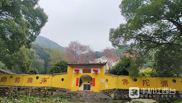 九江方竹寺樱花凋零留下满地残红