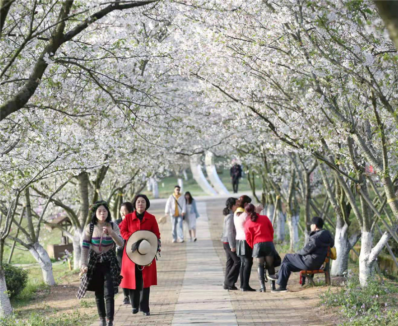 赏樱正当时凤凰沟樱花盛放错过再等一年