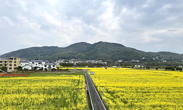 萍乡麻山镇油菜花海扮靓乡村美景图