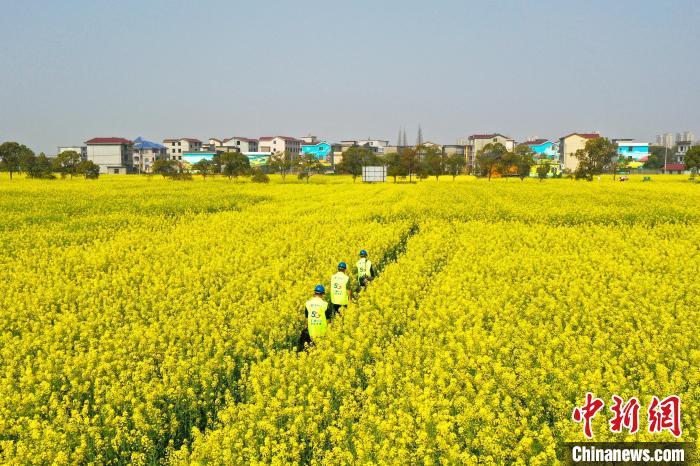 航拍江西省南昌市安义县鼎湖镇乡村万亩油菜花海,满眼金黄,美不胜收