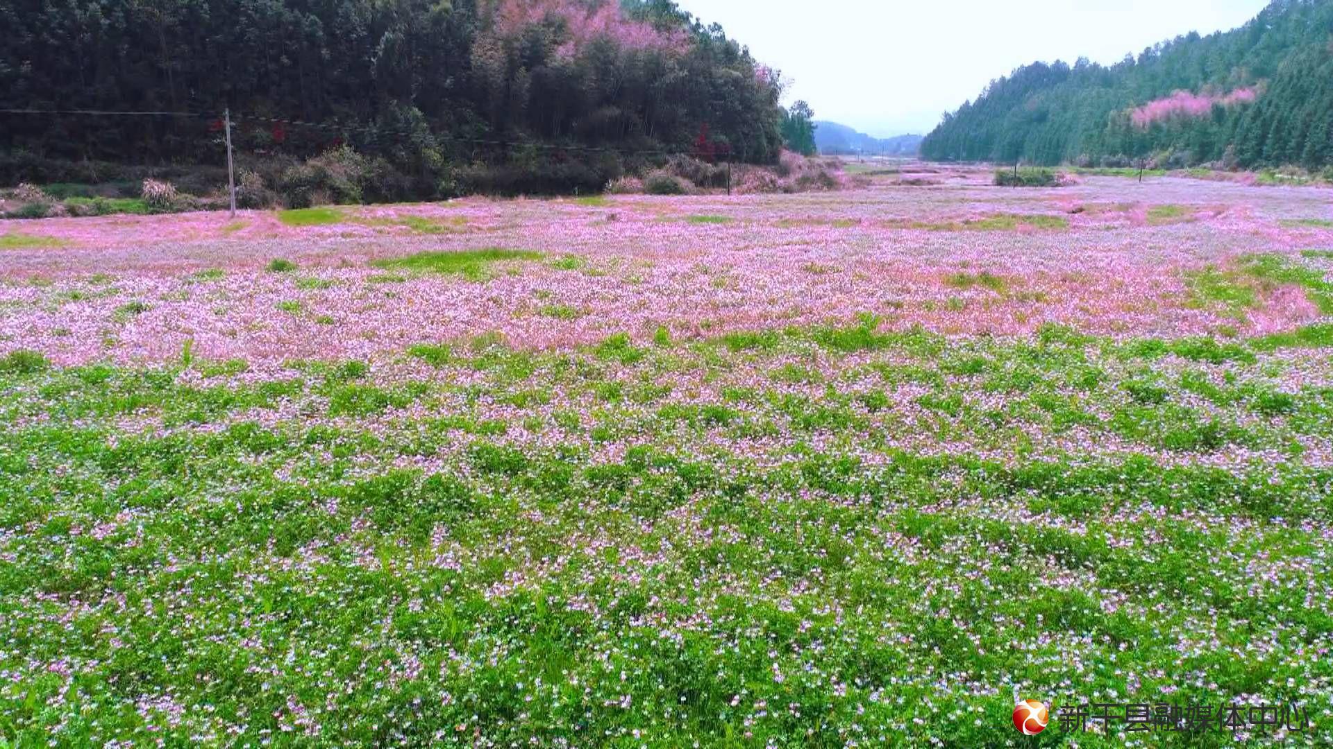 桃溪元里:紫云英花海醉游人