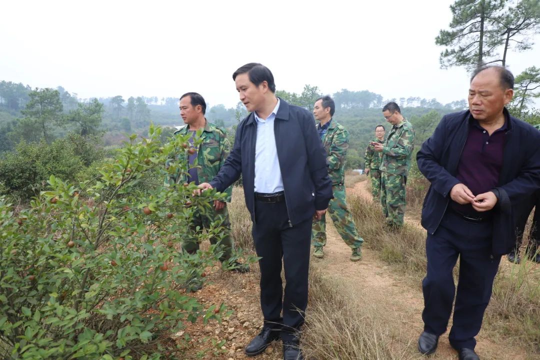 黎山林场黎山油茶采摘忙