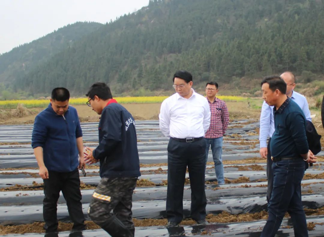 市委常委,常务副市长李明生到湘东区调研指导农业种植