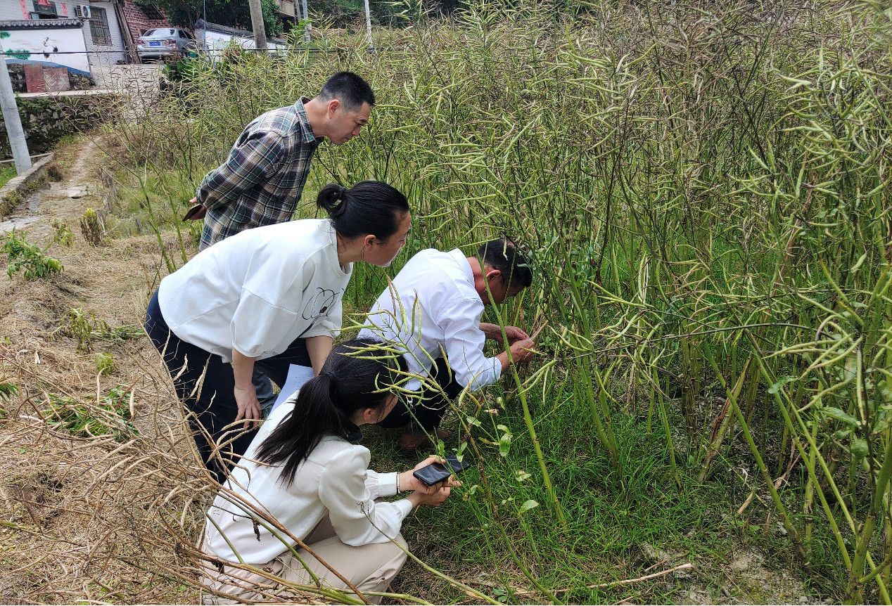 省蚕桑茶叶研究所杨普香教授及湘东区农业农村局钟彩德副局长陪同