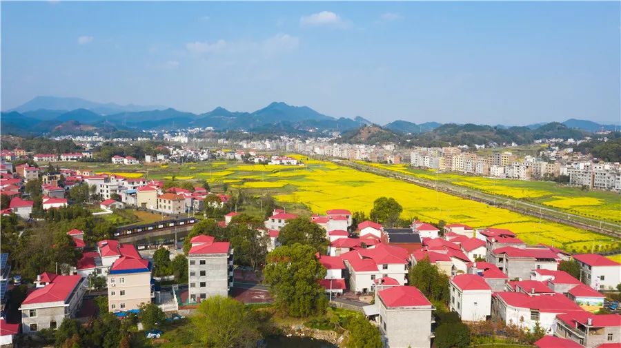 江西省萍乡市上栗县福田镇长塘村罗家屋场 在一片片金黄的油菜花丛中