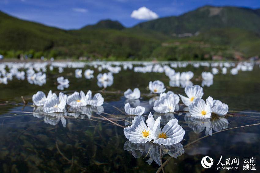 水质风向标"海菜花现身云南多地水体