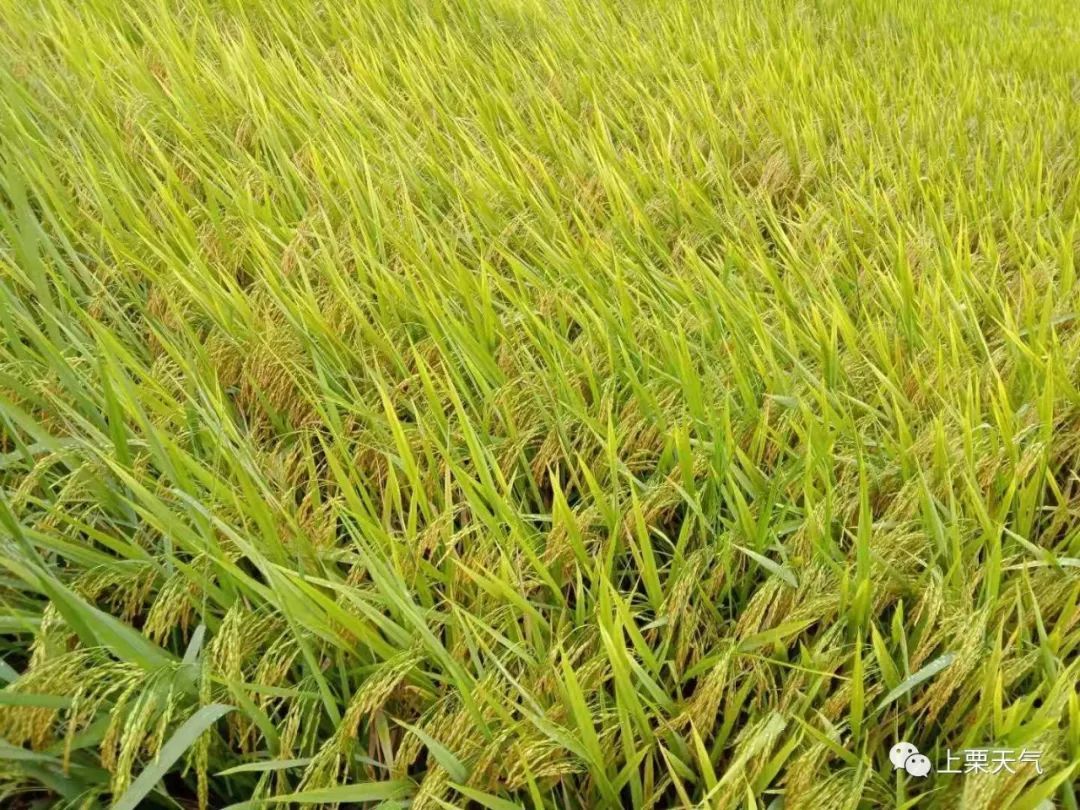 上栗县将出现“寒露风”天气，请加强水稻田间管理
