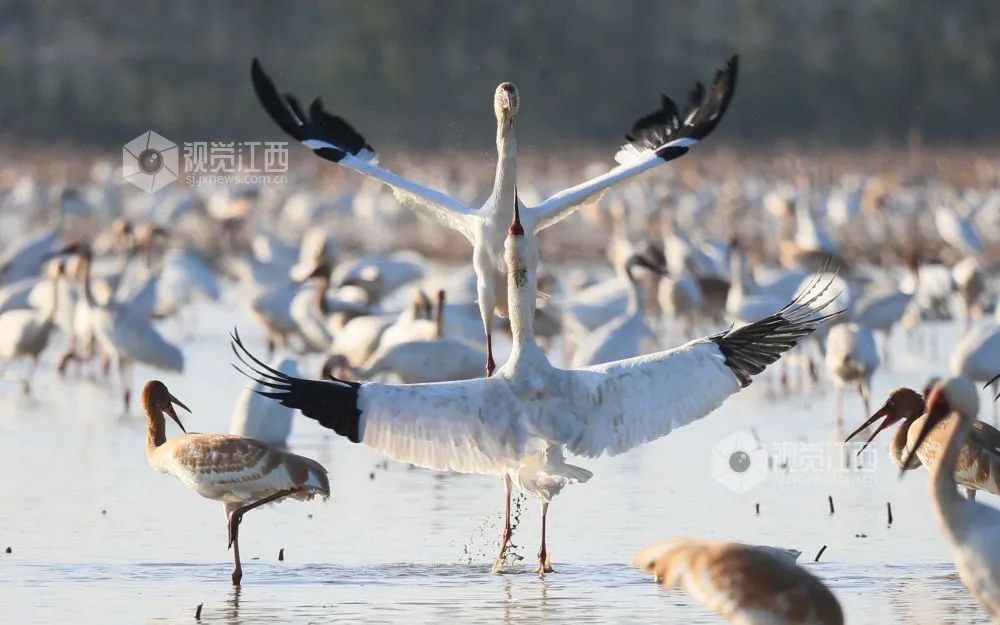 全球白鹤"恋"上鄱阳湖!_栗争上游