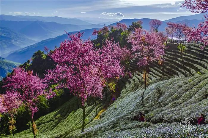 冬日的南涧无量山樱花谷 千亩茶山青翠碧绿 千株冬樱花灿烂如霞 生态