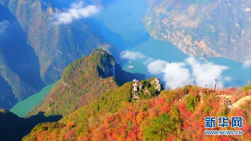 初冬时节,湖北省恩施州巴东县巫峡口景区现云海奇观,漫山红叶与气势