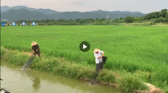 稻香|走向我们的小康生活丨稻香虾肥，看舌尖上的小康