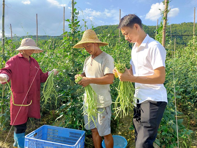 脱贫面孔陈春元种菜趟出一条致富路