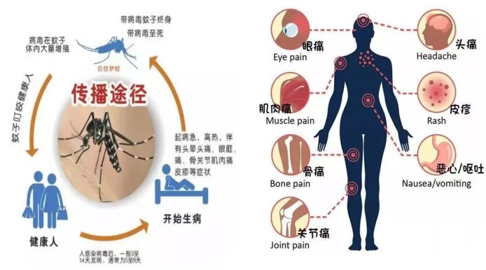 67吉水人了解登革热预防登革热远离登革热