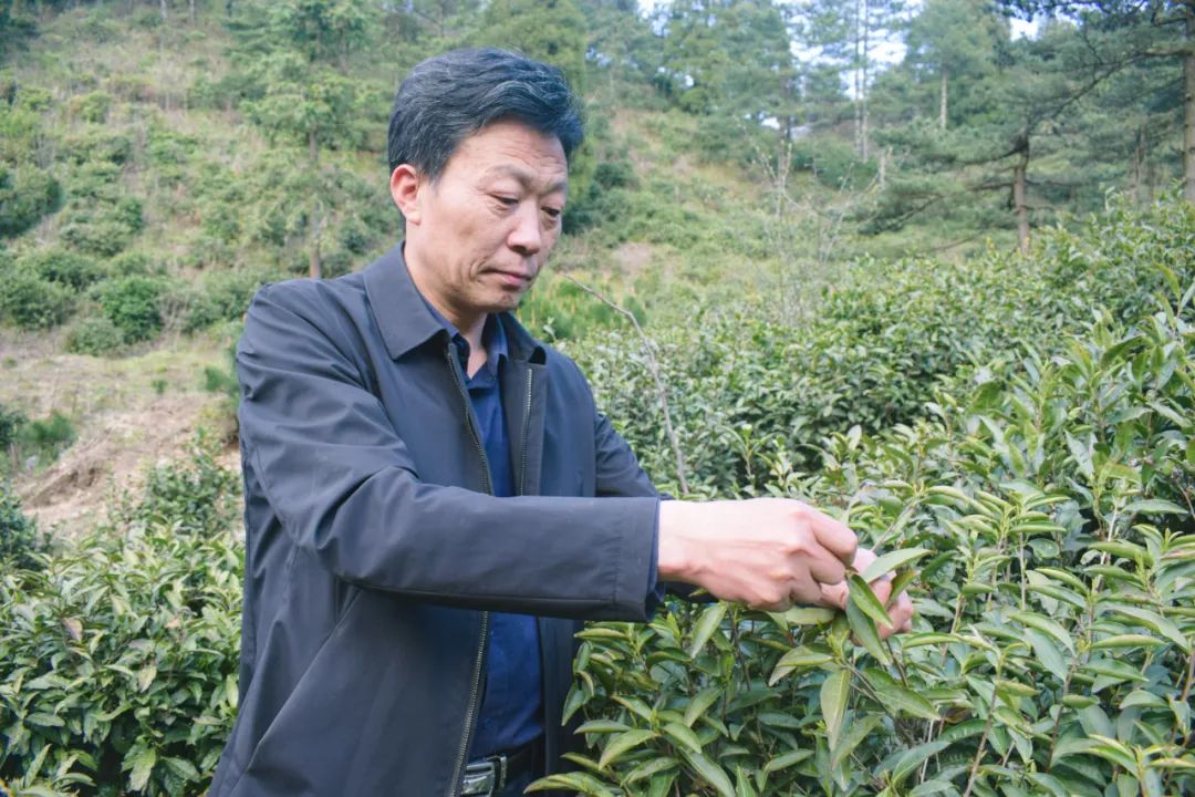 洪永林 江西日报记者 练 炼太平山上"太平红"