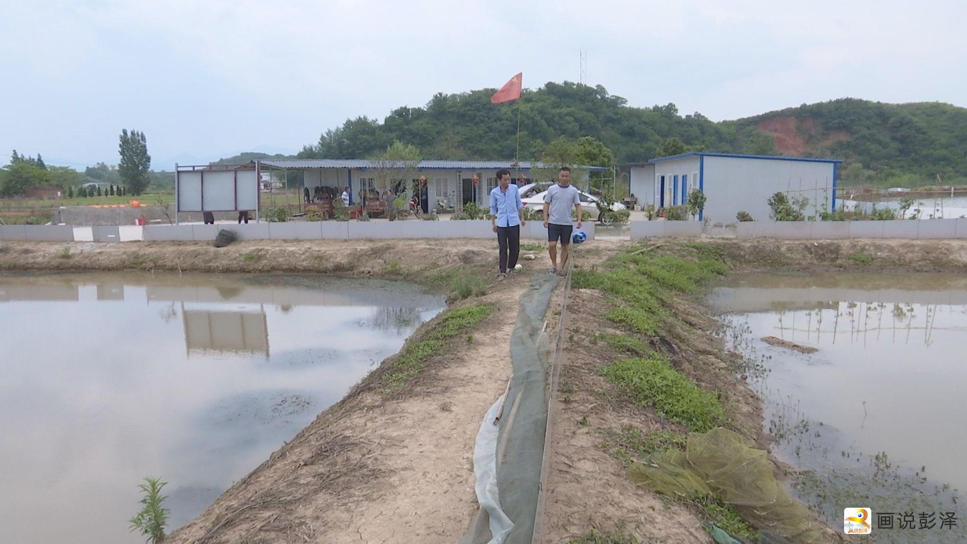 马当镇:发展特色产业 助力乡村振兴_画说彭泽