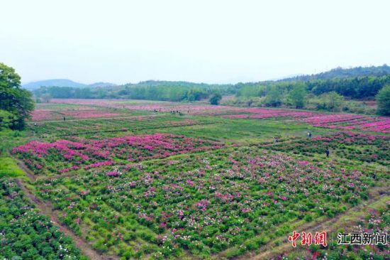 4月23日,江西省瑞昌市高丰镇永兴村中药材基地260多亩芍药花争奇斗艳