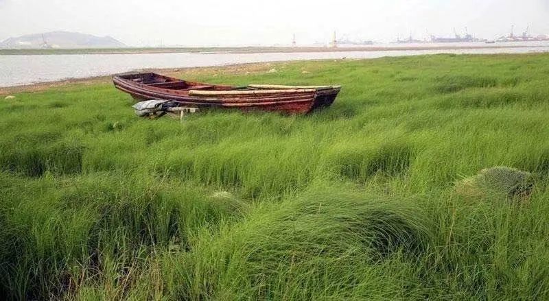 庐山鄱湖湾景区·新动物王国 百万玫瑰花海盛大开园啦!