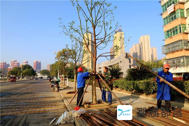 县园林处补种行道树绿化美化道路环境