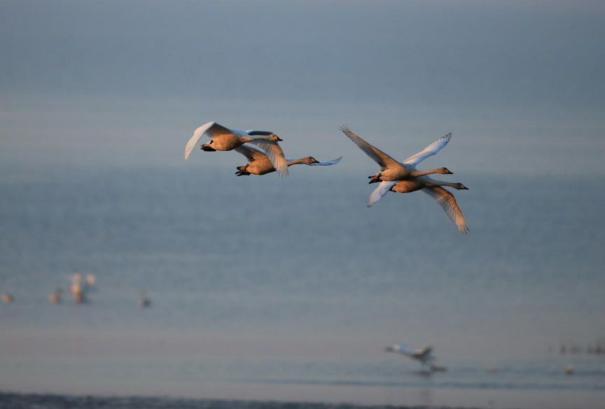 鄱阳湖越冬候鸟种类和数量明显增多万鸟齐飞的场景随处可见