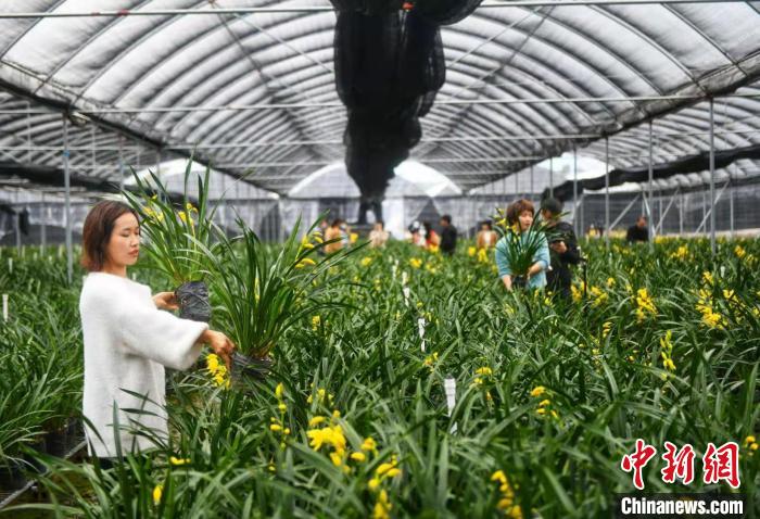 位于韶关翁源的兰花种植基地(资料图). 程景伟 摄