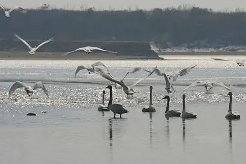 鄱阳湖迎来大批越冬候鸟,九江这些观鸟点请收好~_九江