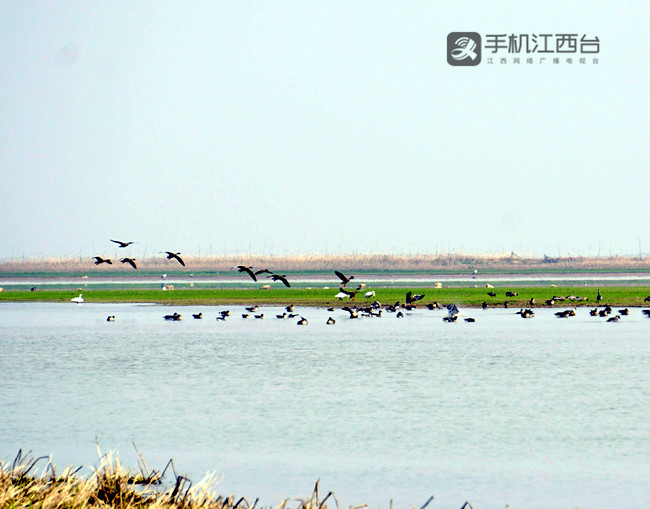 2016年，江西鄱阳湖南矶湿地候鸟竞翔。记者陶望平 摄