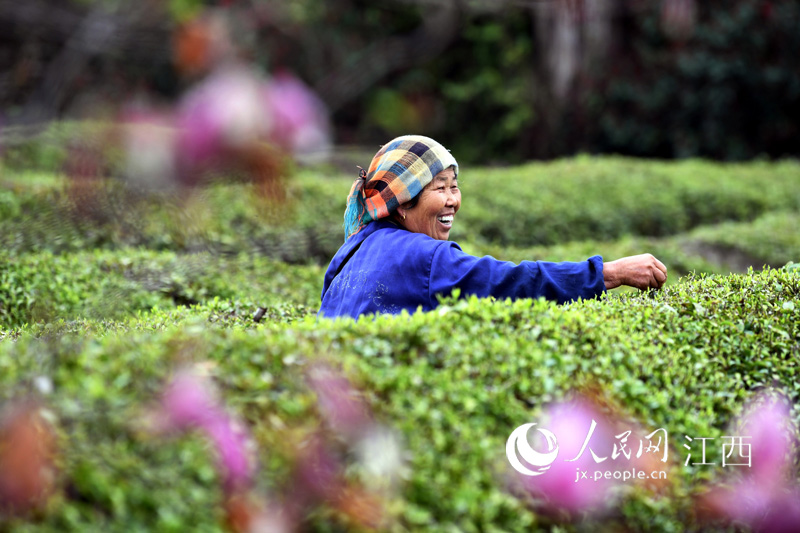 茶农在茶园里采摘春茶。时雨/摄