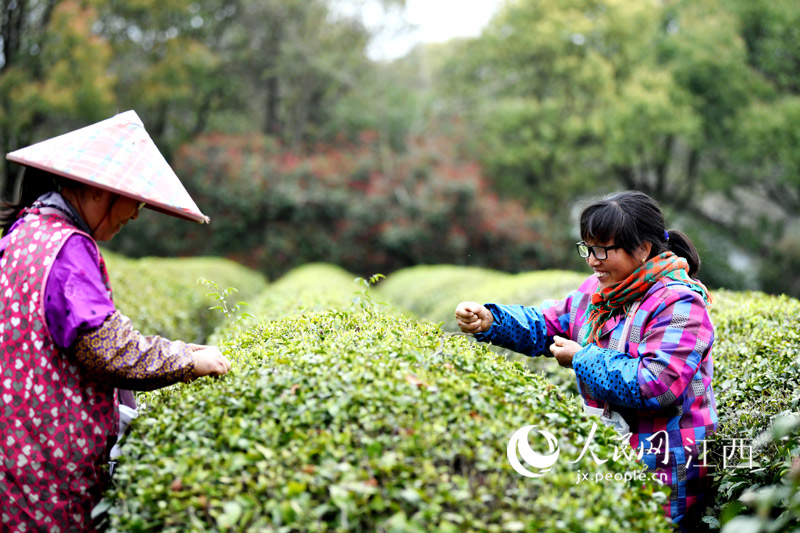 茶农在茶园里采摘春茶。时雨/摄