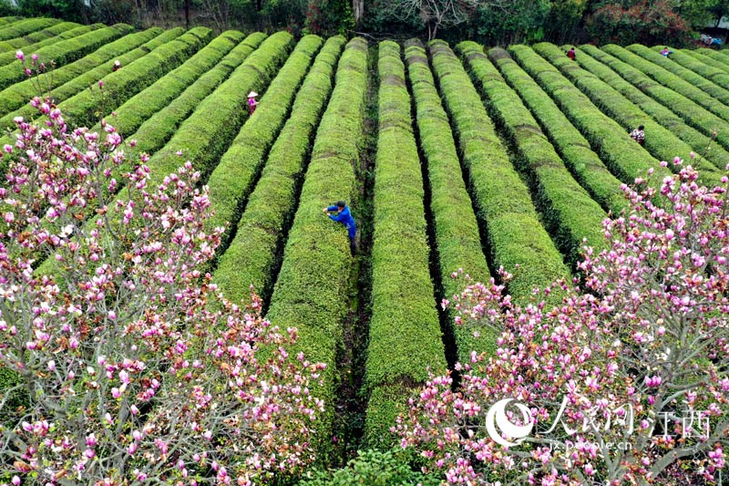 茶农在茶园里采摘春茶。时雨/摄