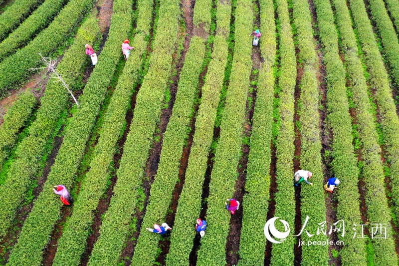 茶农在茶园里采摘春茶。时雨/摄