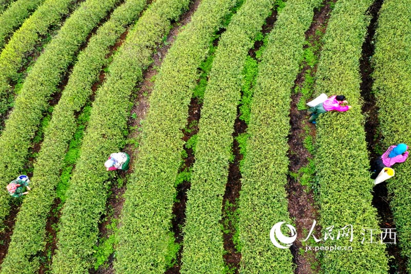 茶农在茶园里采摘春茶。时雨/摄