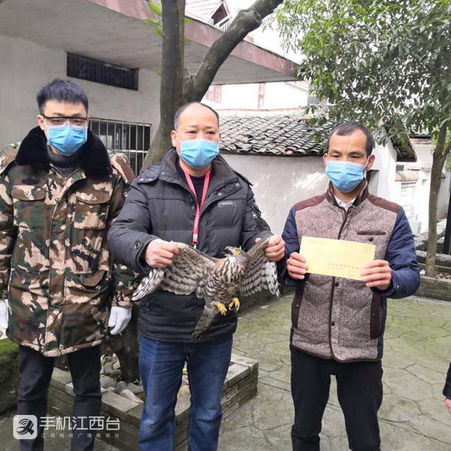 区林业局对太平镇泮溪村民救助凤头鹰进行现金奖励。
