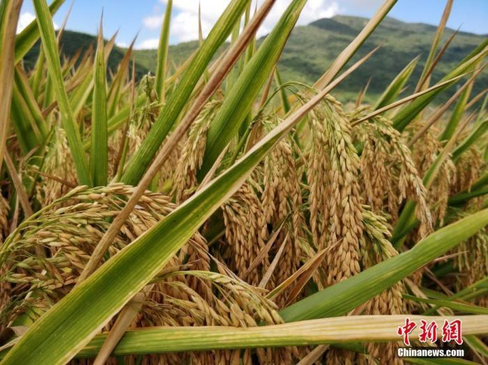 水稻资料图。<a target='_blank' href='http://www.chinanews.com/'>中新社</a>记者 王晓斌 摄