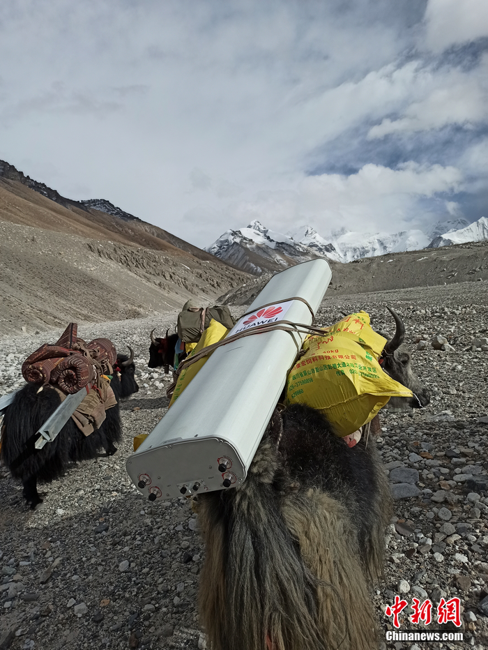 由于珠峰海拔5300米以上车辆无法通行，牦牛肩负起了运输5G基站设备的重任。华为供图