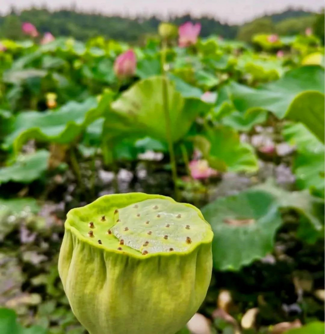 微信图片_20200720150242_meitu_4