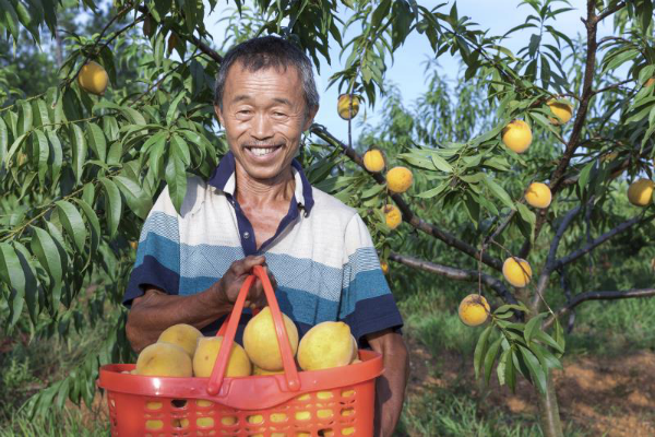 村民喜摘黄桃（刘小荣、杨强强摄）