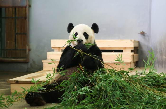 大熊貓美靈16歲啦南昌動物園送上生日蛋糕