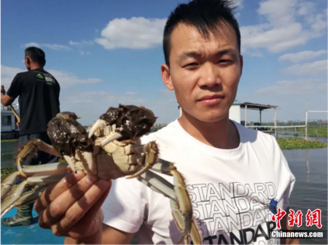 闻一闻，仿佛有大闸蟹的香味？钟升 摄