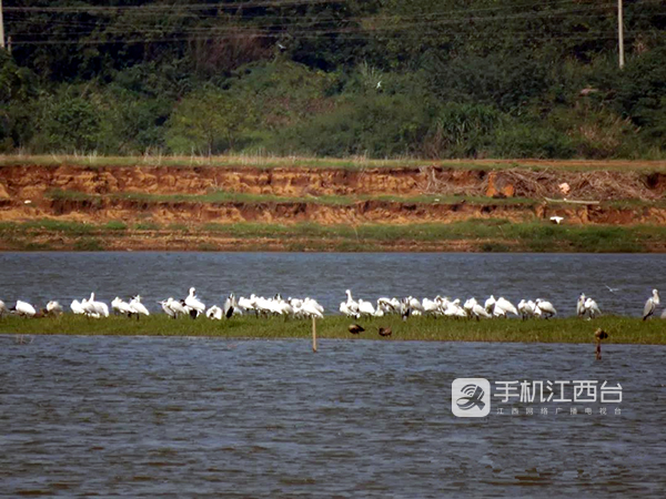 图片来源于江西鄱阳湖国家级自然保护区越冬白琵鹭