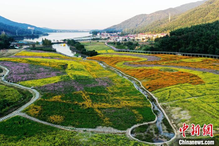 200余亩黄色、紫色、橘色的格桑花、波斯菊竞相绽放，进入最佳观赏期。许多游客在多彩花海中嬉戏游玩、拍照留念，感受秋日美景。　刘占昆 摄