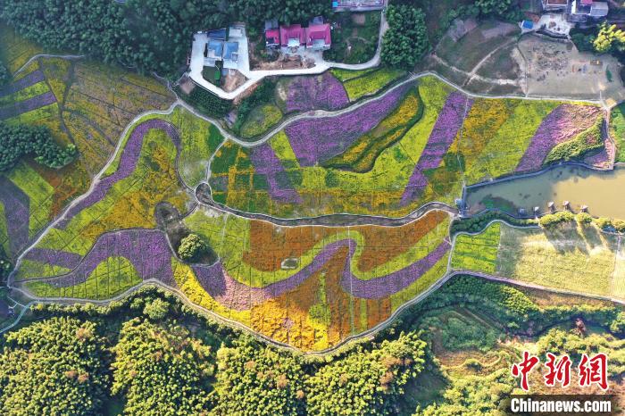 航拍江西南昌200余亩多彩花海吸引游客感受秋日美景