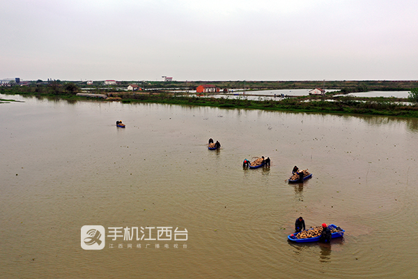 “人类距离白鹤最近的地方”-南昌五星白鹤保护小区忙种藕6