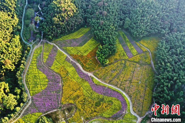 当地格桑花、波斯菊的种植面积达200余亩，目前已经进入盛花期，黄色、紫色、橘色……成为秋季里醉人的景色。　刘占昆 摄