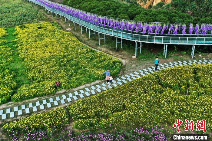 200余亩黄色、紫色、橘色的格桑花、波斯菊竞相绽放，进入最佳观赏期。许多游客在多彩花海中嬉戏游玩、拍照留念，感受秋日美景。　刘占昆 摄