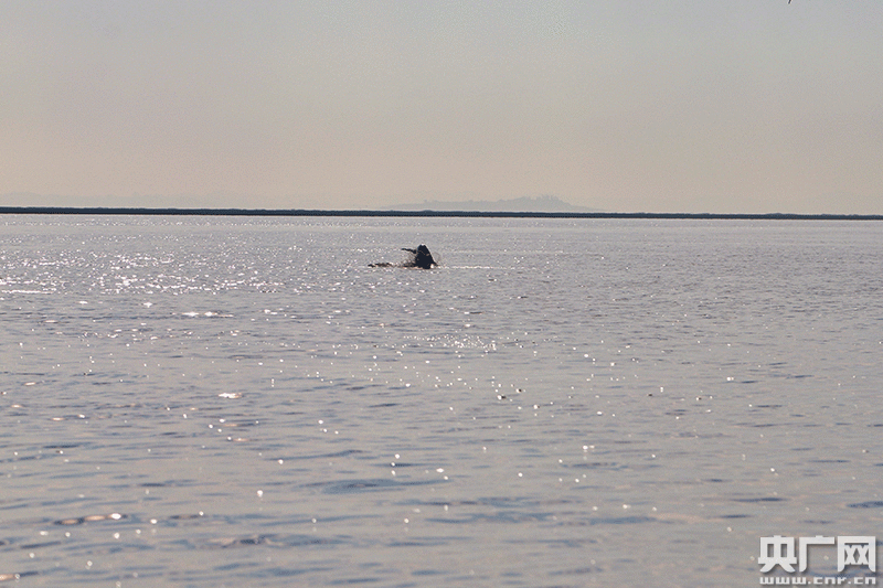 江豚在湖中嬉戏玩耍