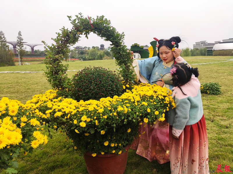 ▲菊展现场不时可见身穿汉服的游客，花色、古色相映成趣。