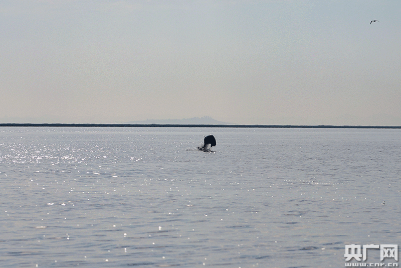 江豚在湖中嬉戏玩耍