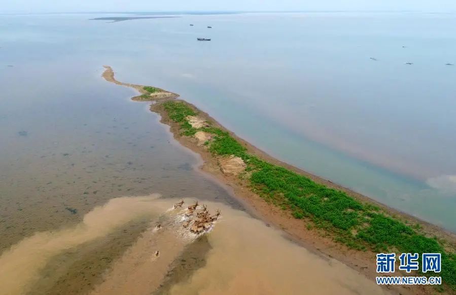 被野放的麋鹿在江西鄱阳湖湿地奔跑（2018年4月3日摄，无人机照片）。新华社记者 周密 摄