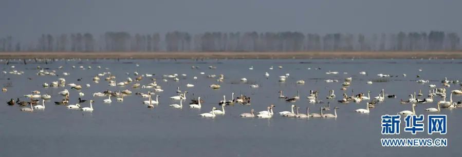 这是在鄱阳湖湿地地区江西省南昌市高新区鲤鱼洲管理处周边水域拍摄的越冬候鸟（11月5日摄）。新华社记者 彭昭之 摄